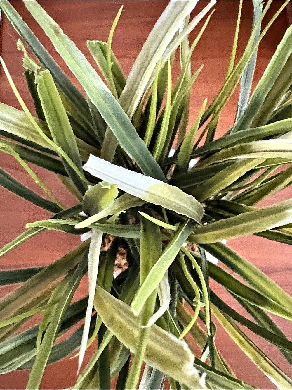 Green & White Potted Faux Plant Decor - Picture 5 of 7